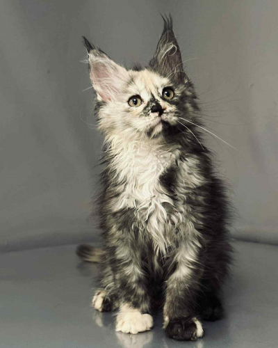 90E8C011-D656-446D-93A9-7AEB45CA081A