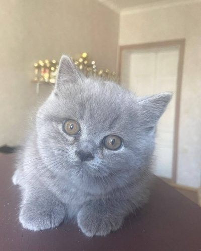 942133d0-3b79-4c10-a5d2-7cc81f40f0d0