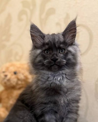 94711f9f-4d67-46d9-b726-31b6c928c208