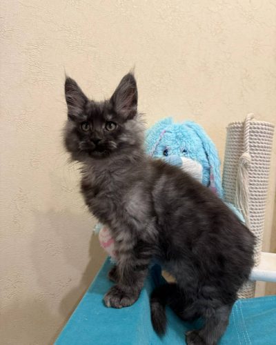 95c3801a-64a1-4297-8bad-e89086a614a0