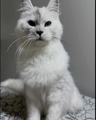 97C38DA2-2FC7-4015-83A2-1D1AD3ADEC0F