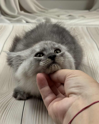 9A751760-54D4-4A16-86EF-5AF87DDC70C2