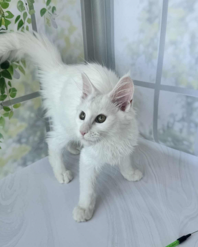 9A896821-C9AD-4522-B706-0AE408147597