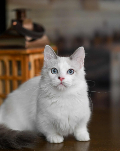 9C776E60-4AE6-4488-9B42-5C5539543039