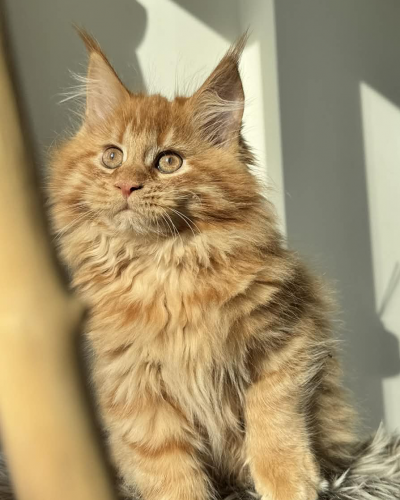 9E8C0FDE-E60C-4327-AC5E-F7D4A1DC1CD4