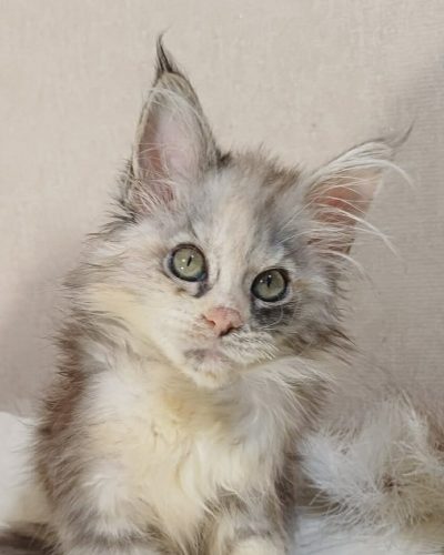 9ea2ef83-c4ac-4c3c-8605-4da1604b5656