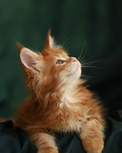 A1EE7652-AE32-4F49-909F-22678230521B