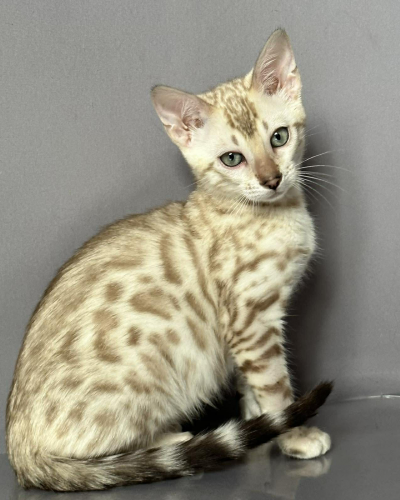 A2E7EBBB-B450-498E-8CD5-21CFC48A5396