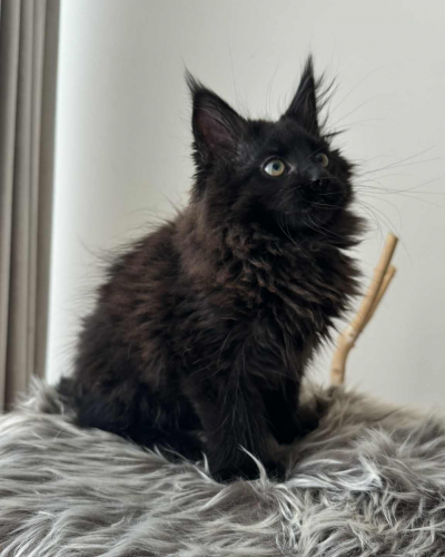 A4971925-EF80-4311-A5F5-477898169560