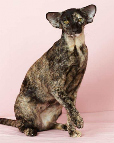 A695D258-4421-4179-B1FF-C733369F0627