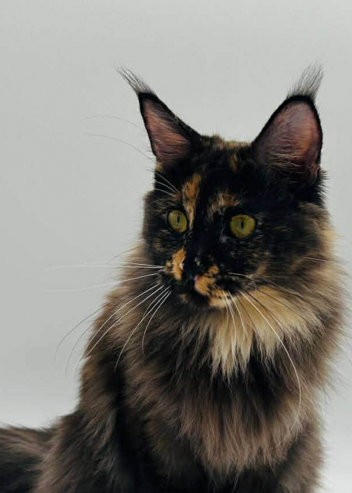 A6A4E821-4D6F-466F-BD29-24C69637662D