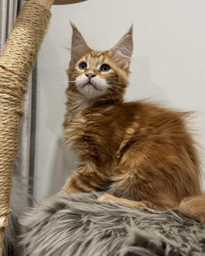 A7818A01-BB3F-4146-A240-E8D176115A96