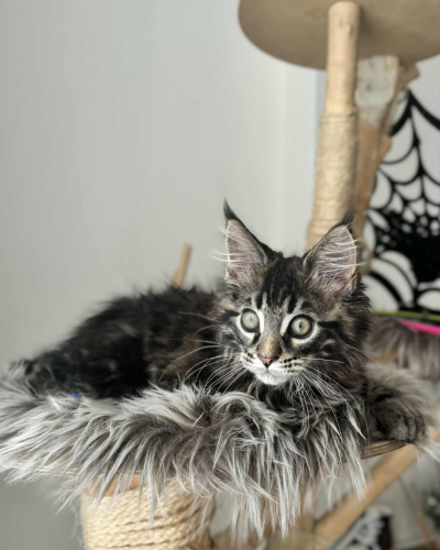 A788D739-04EB-4BE2-8E63-562933D3AB5A