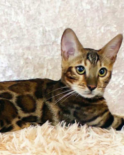 A7C71CBC-D698-496B-9614-DA56170920EE