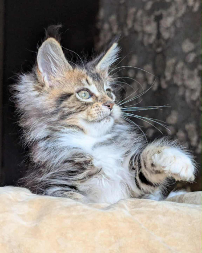 A9CCBA86-B85E-407F-A865-043C05F0A7A4