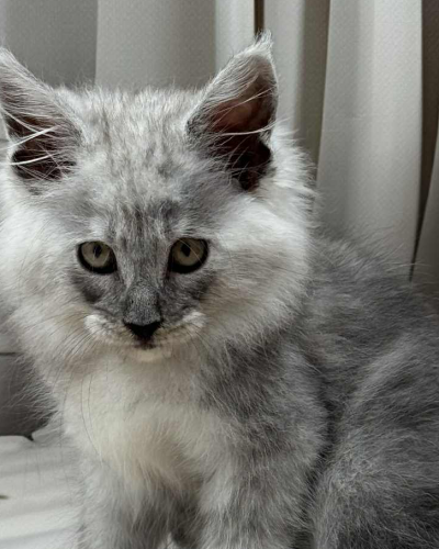 ADFC5039-C81B-4010-AD71-A582F79867E9