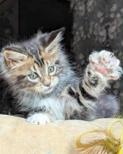 AE74DE80-3309-417D-86F5-7EC2DB664A87