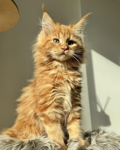 AEBEA9E0-21FF-4FD5-A137-635494B31E8C