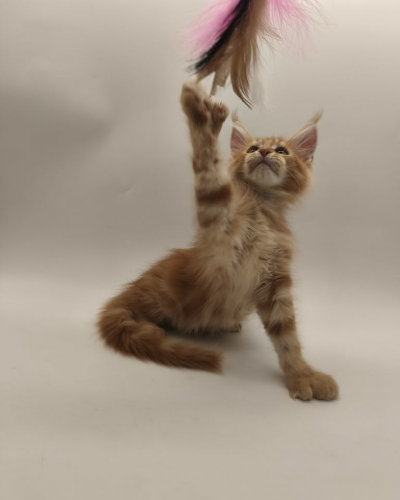 AED5BA93-3A17-420F-8425-5C62906D45BF