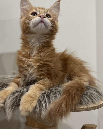 AFC76FAF-E5F6-4850-9AB2-F6D400474590