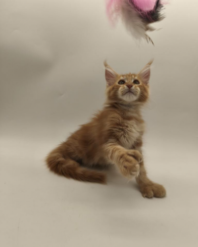 AFDEA21F-CD1F-47B8-B0F6-475ACB65519F