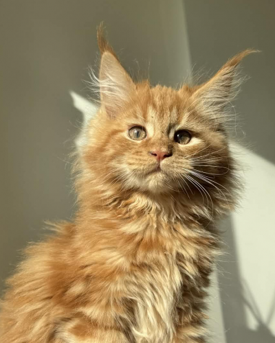 B795DC82-C1A5-4D7E-874E-729C273E430F