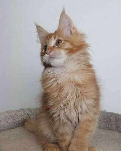 BD1AF2DD-EE97-4FBF-AF47-0BA04EA3F3F4