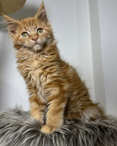 C1B71684-5D7E-46CA-9B0C-F4FFBD17B5A2