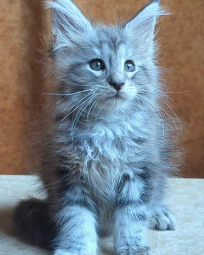 C1EA76EF-9F4D-43D5-B2D2-3B8F33B6C09A