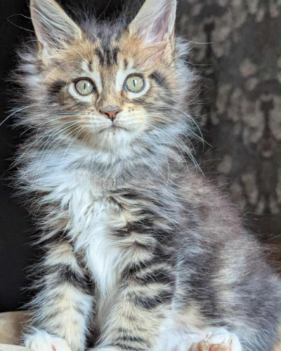 C427730C-8F58-43D8-ACE8-1D3095D29071