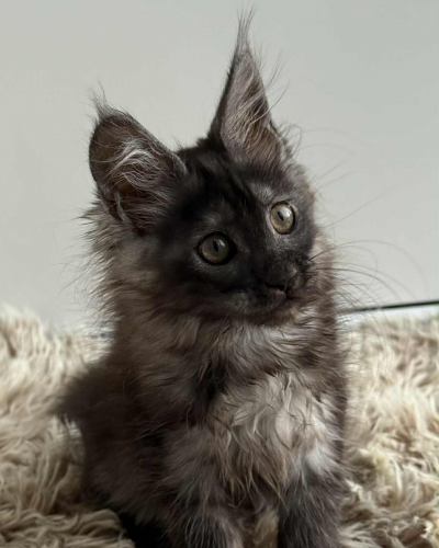 CE82A0BD-386D-4B3F-B7C9-B20DFBF7A1CF