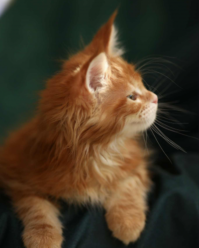 CED91599-C95C-42E8-B9E9-6841B1BA06F1