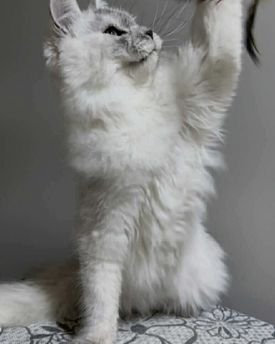 CFABA086-BD6A-4B43-861B-FC94A2140039