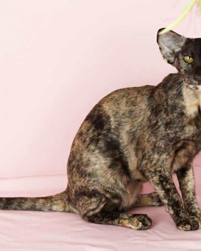 CFAD7DA9-9997-40CD-AB10-4A86305360B3