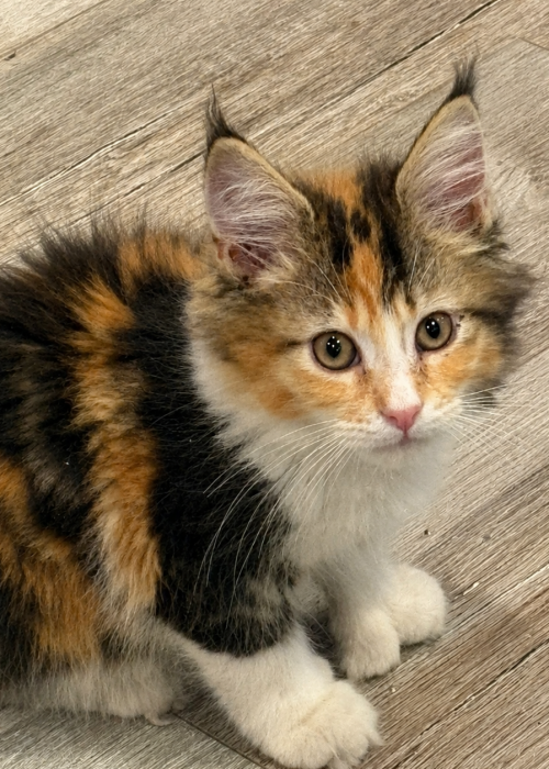 Polydactyl Calico Maine Coon