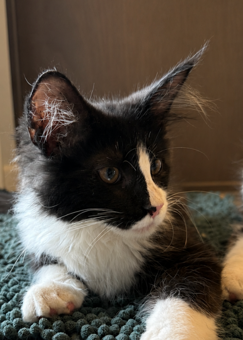 Black and white Maine Coon