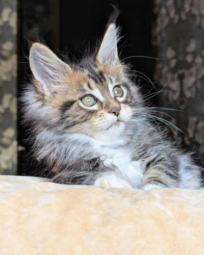 D0E04C85-8F6C-4F7D-AD11-E74FEF705D34