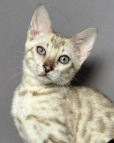 D3283AF1-A915-4C28-87F5-A924202A88F1