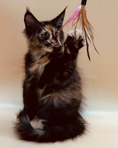 D5CE61BA-CED0-4032-A701-E98B2E1AAC79