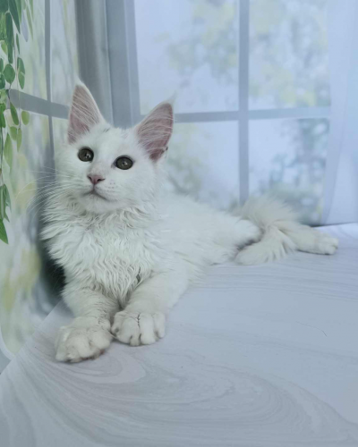 DAE348E6-F7A3-4FE0-B6F2-A98160D744F3