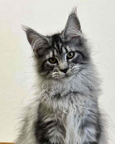 DF00E6DC-9E00-4D6E-BFDF-073A1E6DBB18