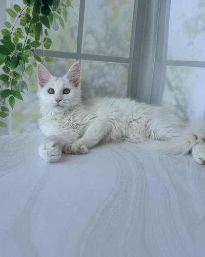 E2A17CFB-8100-483E-BD80-5D1668BB4629