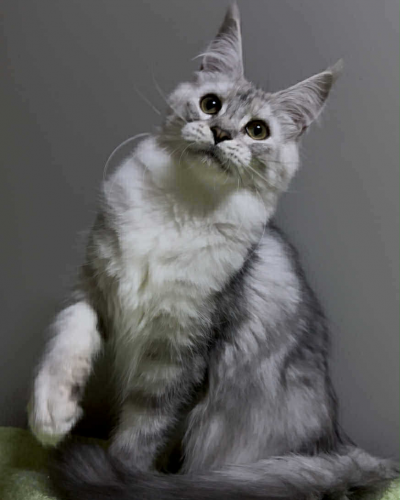 E6E11C5A-1F9A-4ECF-95EB-D3BC42E65D97