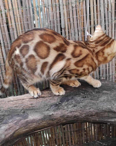 E72F43D8-4363-4BBE-863A-21D4273F31A6