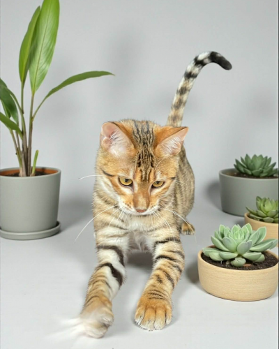 E93984D4-057E-447A-9D5D-ABD10AD519AB