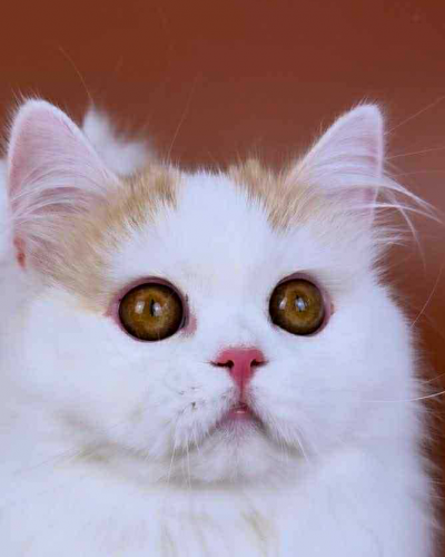 EC224529-4DBC-41FA-A686-D53E585C7F27