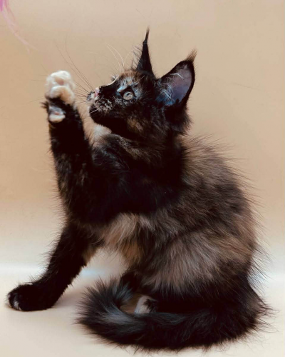 EDA44510-E879-46E8-ADB6-3736582DB123