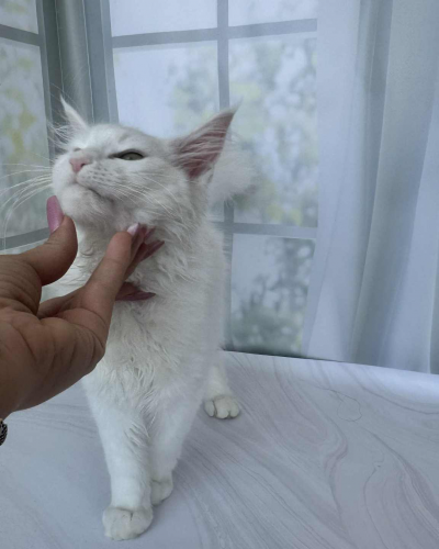 EF571A7A-AF94-42C5-81D3-B1CEA0AA46ED