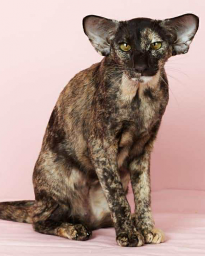 F42A230D-7ABE-4C3C-8AF4-038539010FE6