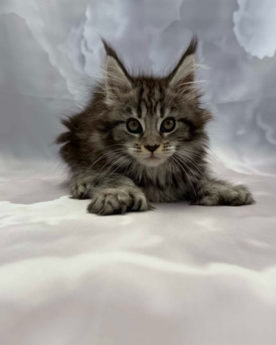 FAF1D042-AADE-406C-B043-BA6FA1FC004C